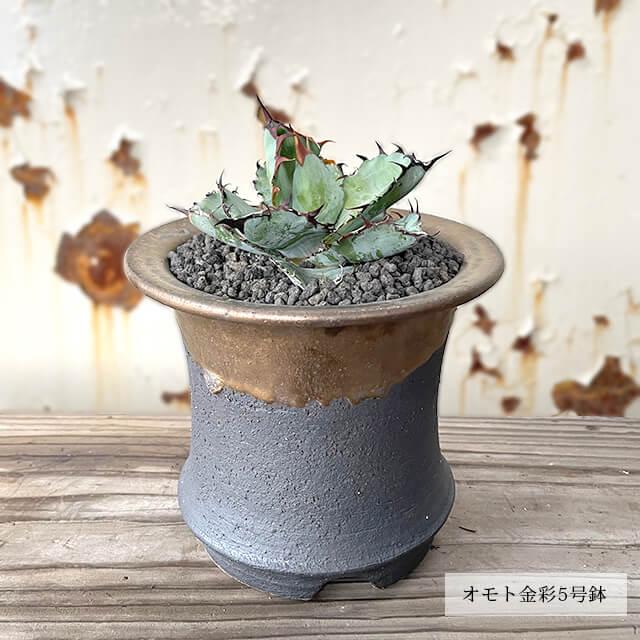 KAMIYAMA -OMOTO- POT【BLACK 5号】15cm×13cm かみ山陶器 万年青 黒