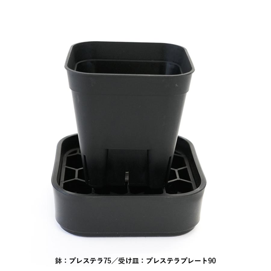 単品】プレステラ【 75 】64mm×57mm 2.5号 黒 スリット鉢 プラ鉢 育成