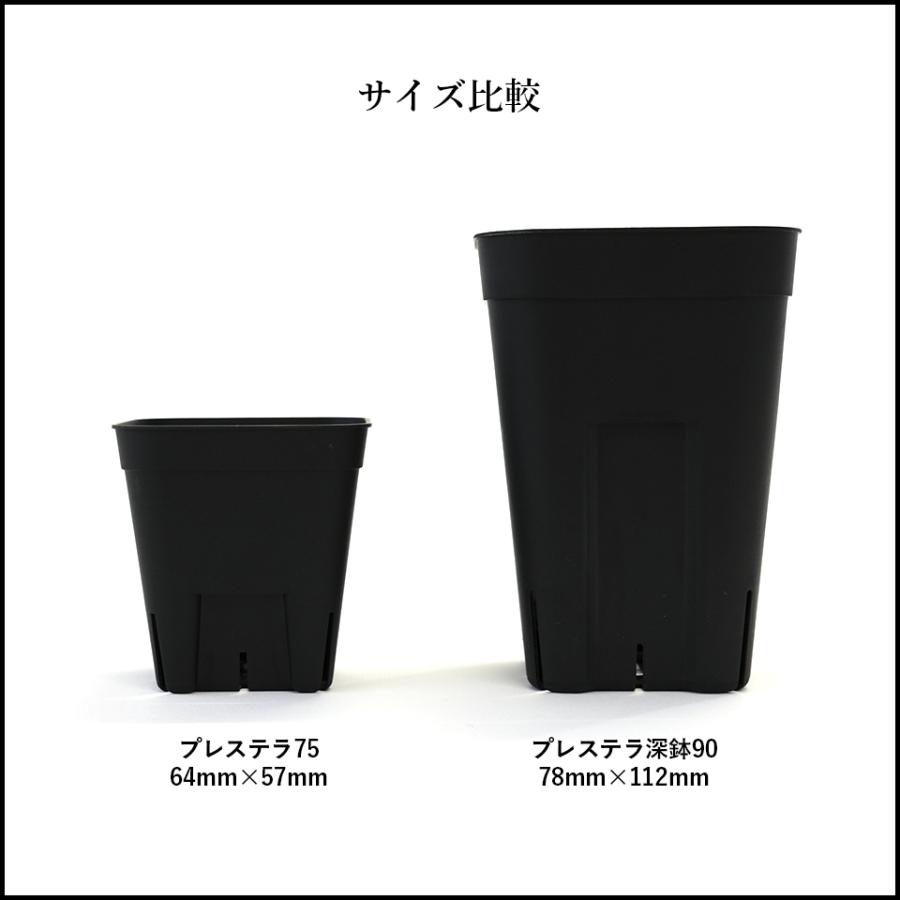 単品】プレステラ【 75 】64mm×57mm 2.5号 黒 スリット鉢 プラ鉢 育成
