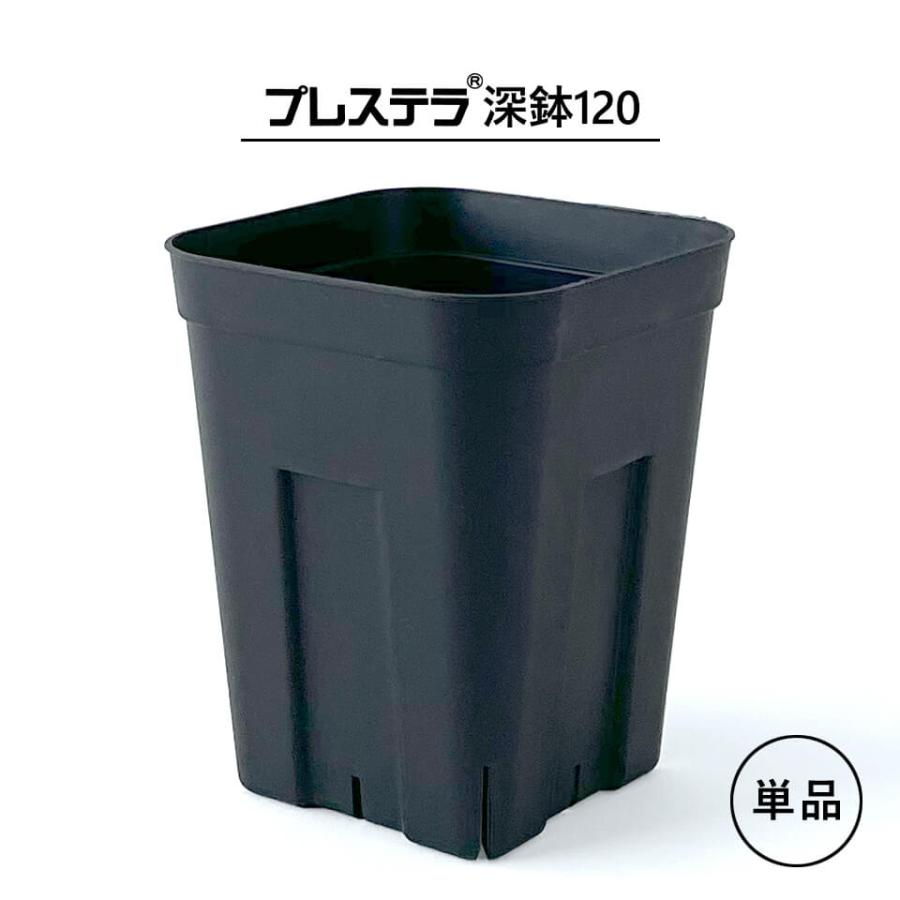 Agave アガベ スノーグロー 美株 120プレステラ深鉢 国内実生 単品】プレステラ深鉢【 120／LONG 】 104mm×130mm 3.5号 単品 黒 長鉢
