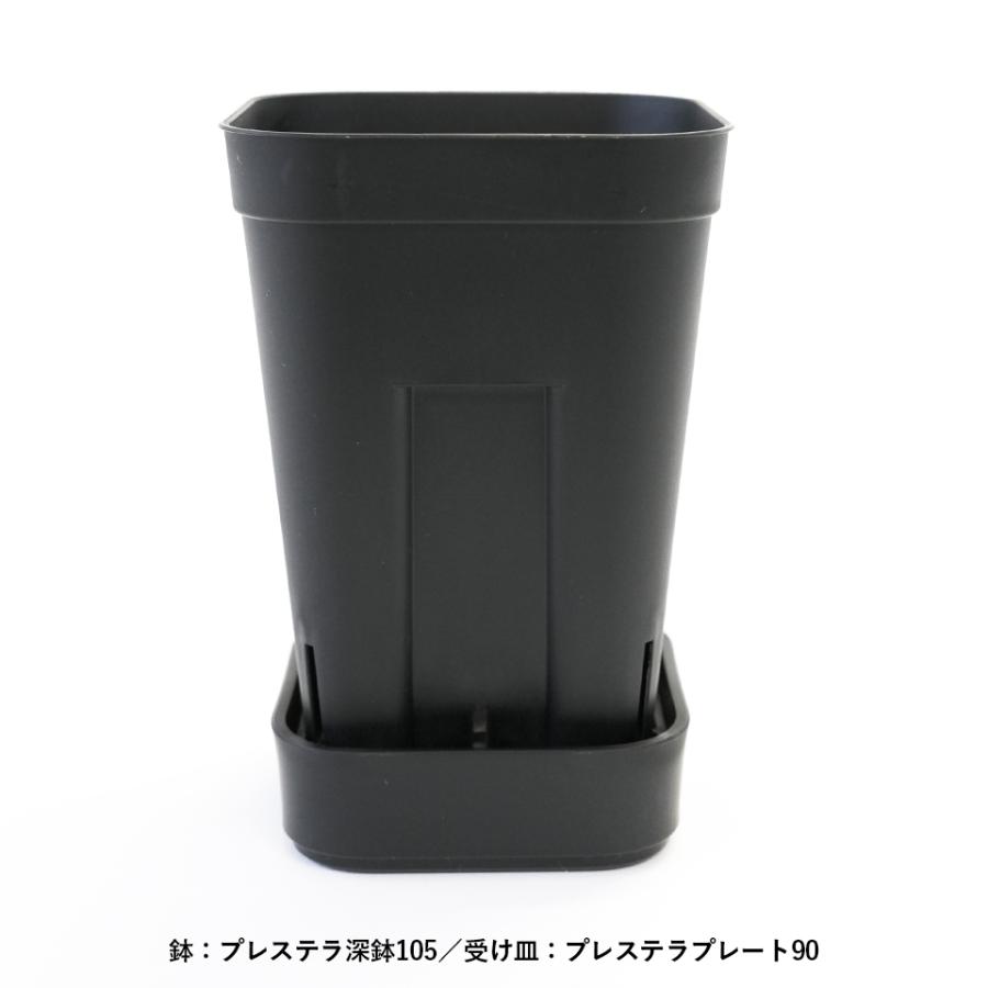 プレステラプレート90 排水性のよいメッシュ構造の受け皿 R3LABO 日本