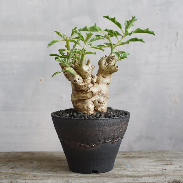 KAMIYAMA -金彩サンカク鉢-【4号】12cm×8.5cm かみ山陶器 信楽焼