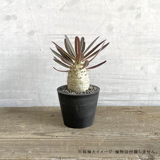 5個セット】BLACK PLASTIC POT【STANDARD TYPE】8cm×6.5cm 黒 プラ鉢 3