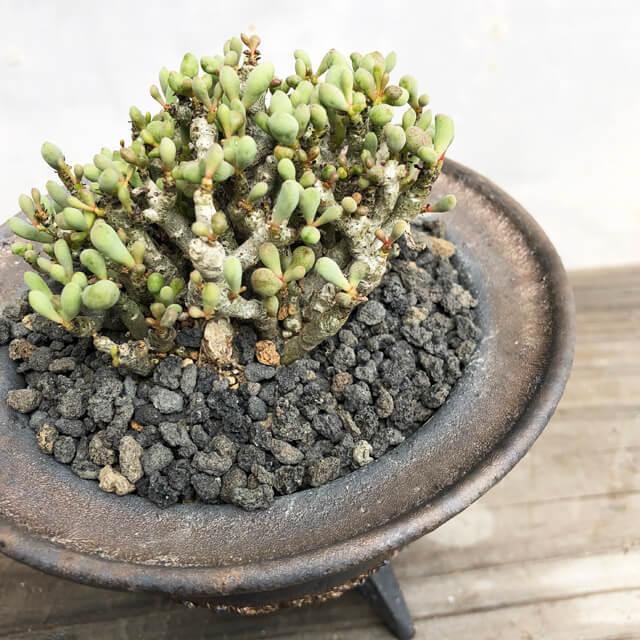 KAMIYAMA UFO POT【金彩高足付】13cm×9cm 3号 かみ山陶器 三つ足高鉢