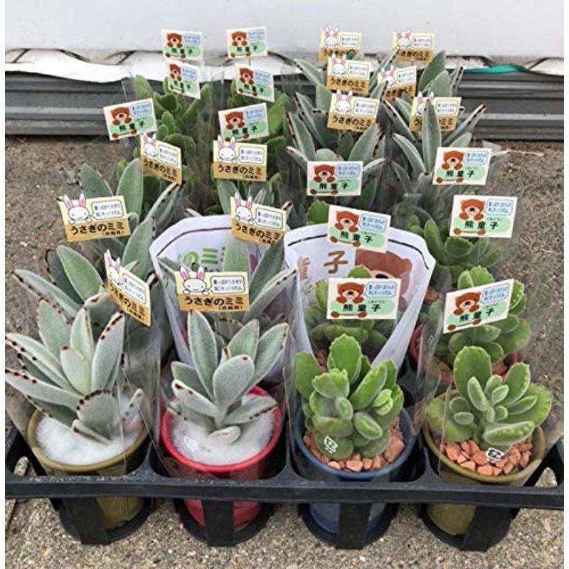 Net 屋外照明 ツキトジ2種セット 多肉植物 ガーデンライトその他 プランツネット Plants ガーデンライト 庭園灯 T 24入