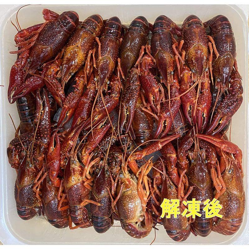 73 Off ザリガニ 食用 小龍蝦 約1 ボイルザリガニ 28 30尾 麻辣ザリガニ マーラーシャオロンシア Cisama Sc Gov Br