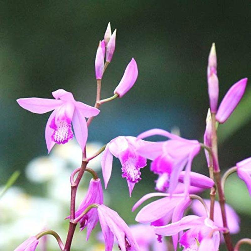 紫桜館山の花屋シラン 素掘り苗100株 苗 素掘り苗100株 ならショッピング ランキングや口コミも豊富なネット通販 更にお得なpaypay残高も スマホアプリも充実で毎日どこからでも気になる商品をその場でお求めいただけ