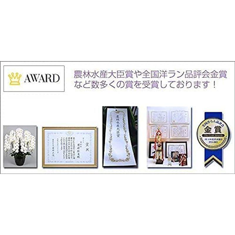 胡蝶蘭専門店はなやか 胡蝶蘭 白大輪 3本立ち 24輪以上 胡蝶蘭 白大輪 3本立ち 24輪以上 　