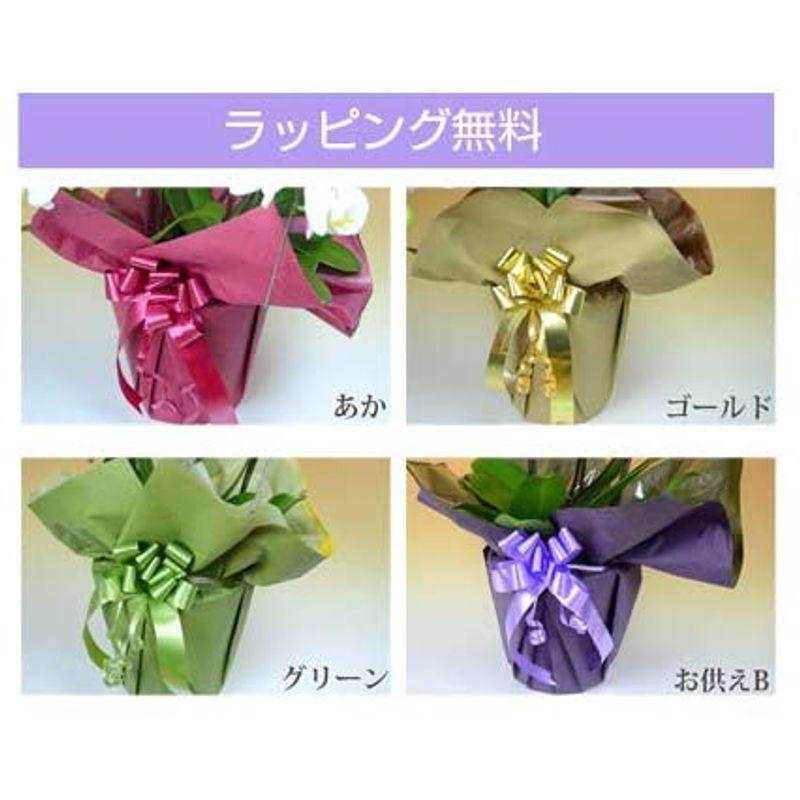 胡蝶蘭専門店はなやか 胡蝶蘭 白大輪 3本立ち 24輪以上 胡蝶蘭 白大輪 3本立ち 24輪以上 　