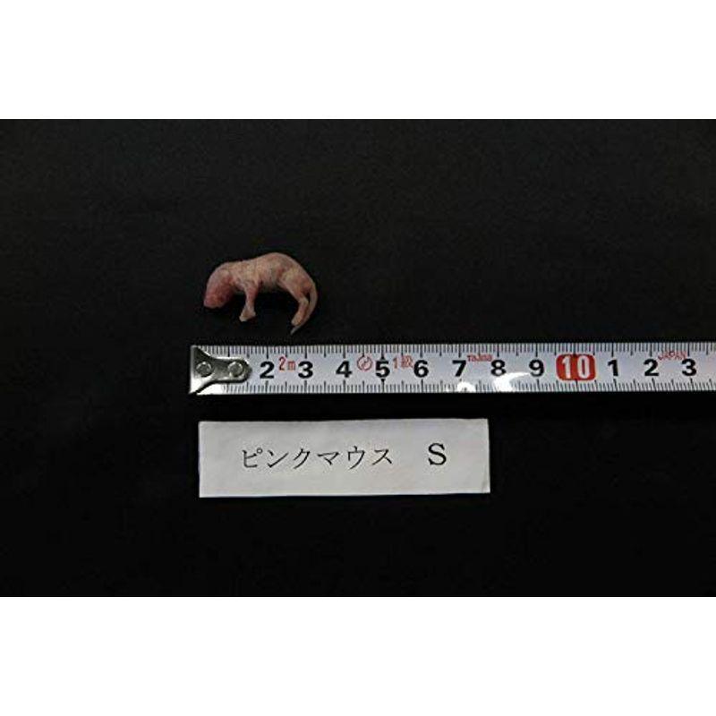 ストレスフリー飼育 冷凍ピンクマウス 爬虫類 両生類のエサ S ２ ５cm 冷凍ピンクマウス 600匹クール便 600匹クール便 ならショッピング ランキングや口コミも豊富なネット通販 更にお得なpaypay残高も スマホアプリも充実で