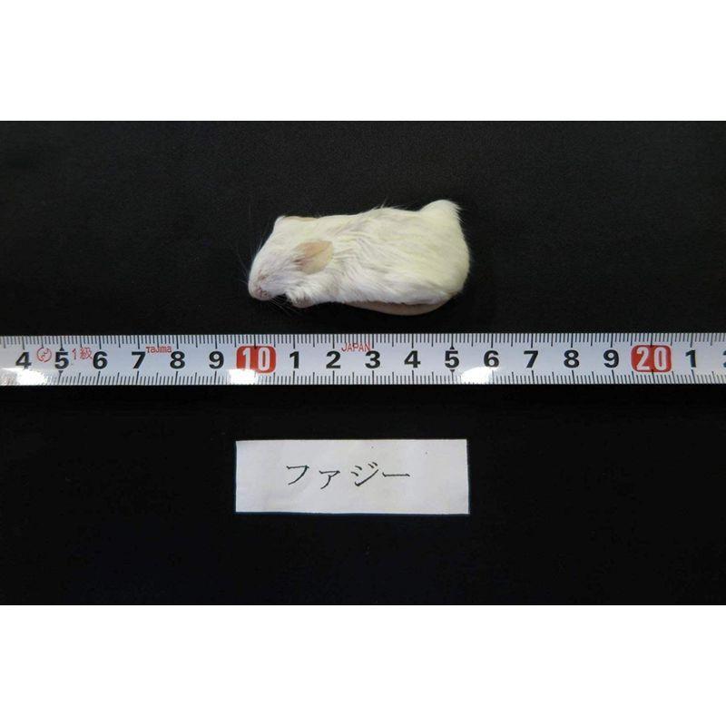 ストレスフリー養殖 冷凍ファジーマウス 5.5cm 200匹 クール便 冷凍ファジーマウス 5cm 200匹 クール便 爬虫類 　