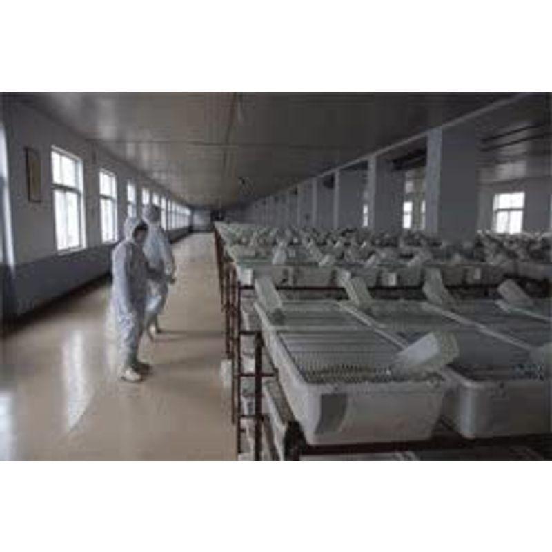 ストレスフリー養殖 冷凍ファジーマウス 5.5cm 200匹 クール便 冷凍ファジーマウス 5cm 200匹 クール便 爬虫類 　