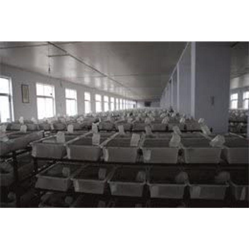 ストレスフリー養殖 冷凍ファジーマウス 5.5cm 200匹 クール便 冷凍ファジーマウス 5cm 200匹 クール便 爬虫類 　