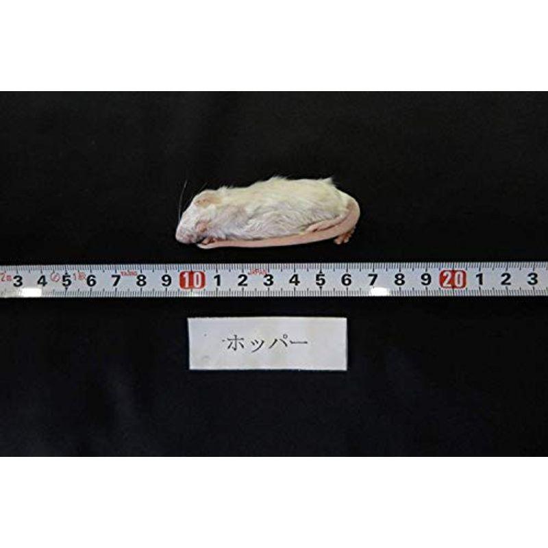 ストレスフリー養殖 300匹 冷凍ホッパーマウス ６cm 300匹 クール便 爬虫類