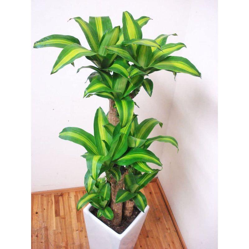 花言葉は幸福ロングスクエア陶器鉢仕立てのドラセナ マッサンゲアナ 幸福の木 4本仕立て 130センチ前後 9号 オンラインストア初売 Www Apartea Fr