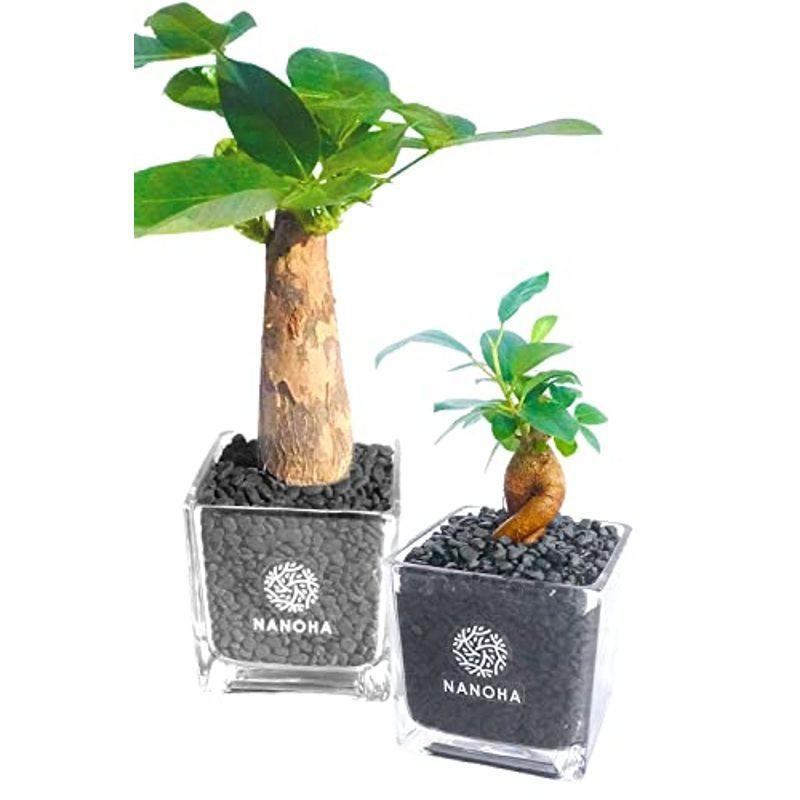 ガジュマル パキラ 2点セット 黒砂利 土をつかっておらず衛生的 観葉植物 おしゃれ 本物 インテリア がじゅまる 多幸の木 ハイドロカルチ 観葉植物 正規通販 Ahmedmostafa Us