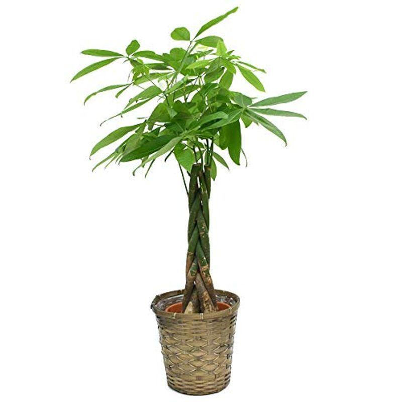 鉢カバーセットパキラ専門店の良質5本編みパキラ8号お洒落な鉢カバーd 受け皿付 観葉植物 驚きの値段 Ahmedmostafa Us