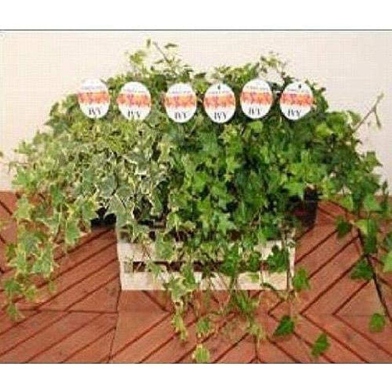 プランツネット(Plants Net) 観葉植物 アクセサリーアイビーロング(ヘデラ)MIX 3.5号 K0104206 24入 観葉植物 Plants Net アクセサリーアイビーロング ヘデラ MIX 5号 K0104206 24入