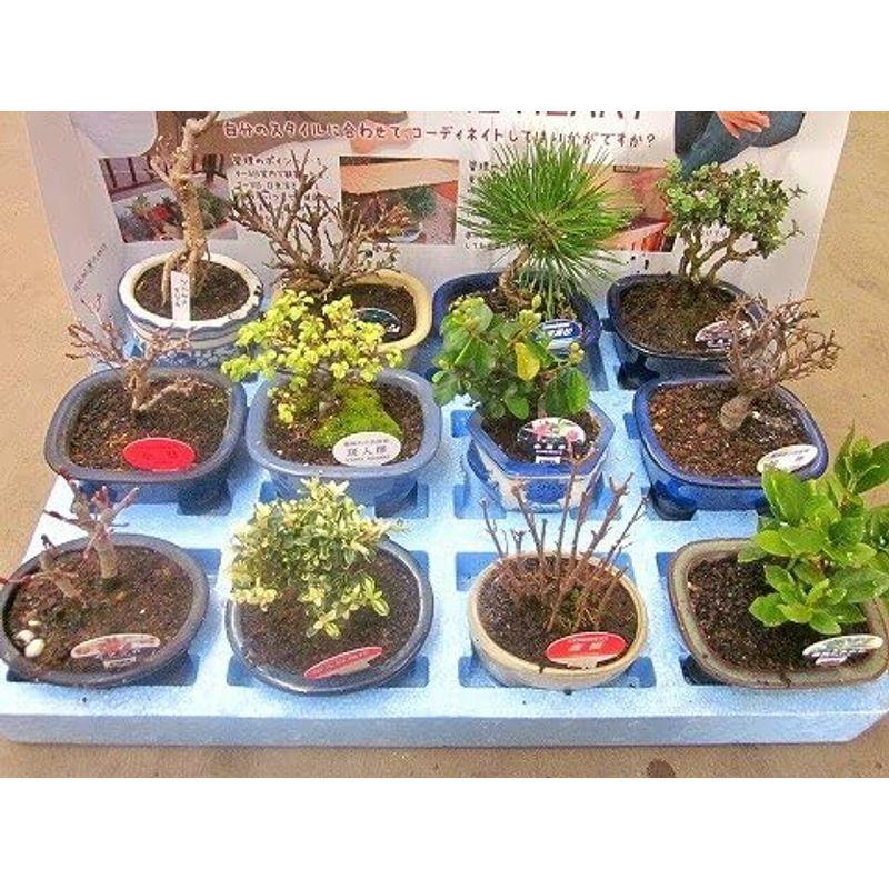 ミニ盆栽 おまかせ 12鉢セット 陶器鉢 陶器鉢 おまかせ 12鉢セット 　 サイズ