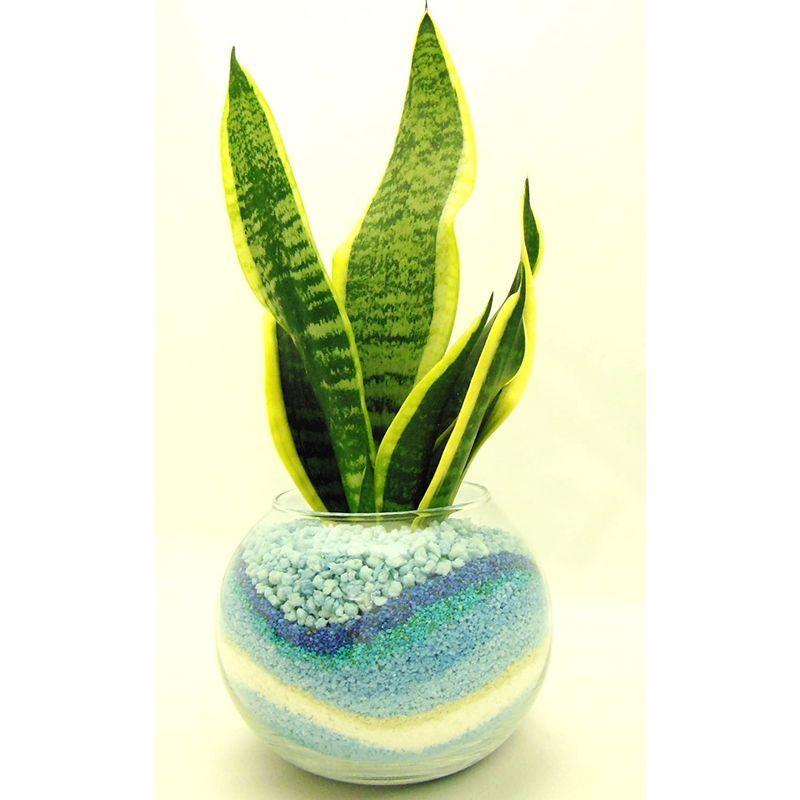 メール便なら送料無料 観葉 植物 サンセベリア ハイドロカルチャー ガラス植え M ブルー お手入れ簡単 室内で安心な土を使わない水耕栽培 お部屋にグリーンを置い Cuttycustom Rightwayconstructionltd Com