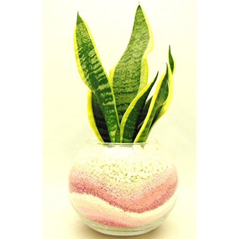 64円 最大93 オフ 観葉 植物 サンセベリア ハイドロカルチャー ガラス植え M ピンク お手入れ簡単 室内で安心な土を使わない水耕栽培 お部屋にグリーンを置い