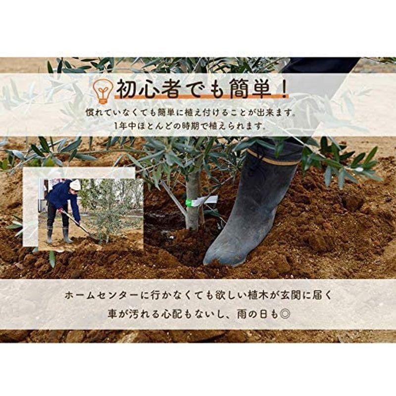 舗 グレビレア バークレア バークリアナ オージープランツ おしゃれ 植木 観葉植物 庭木 寄せ植え 花壇 鉢植え シンボルツリー 玄関 インテ Date Upbm Org