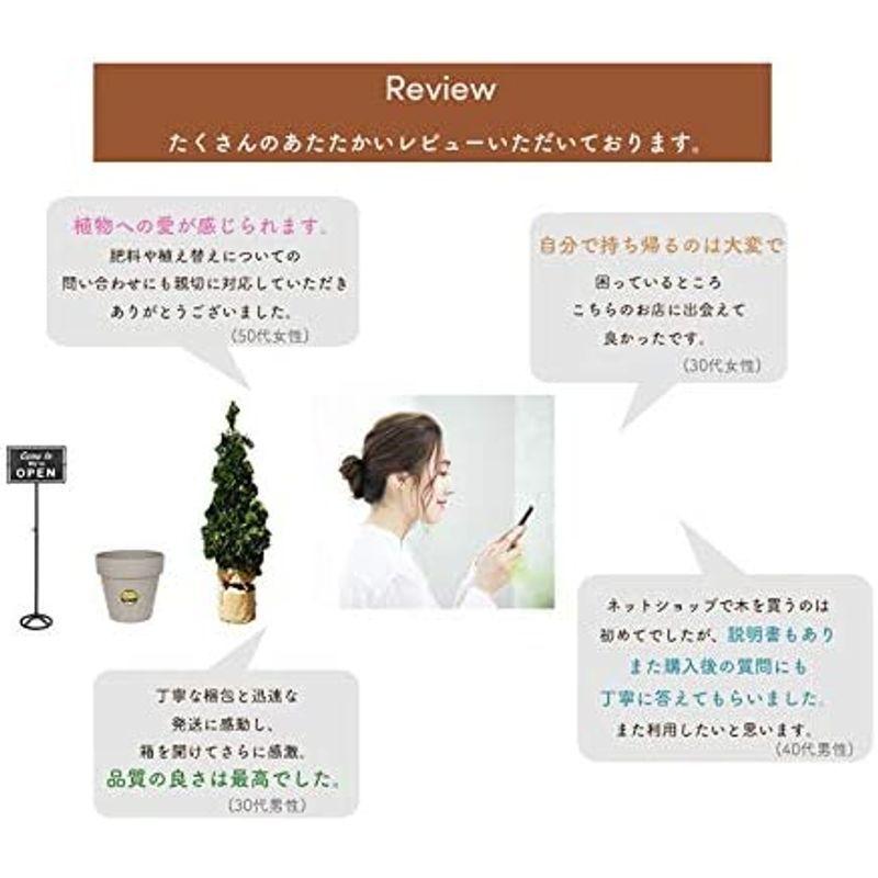 舗 グレビレア バークレア バークリアナ オージープランツ おしゃれ 植木 観葉植物 庭木 寄せ植え 花壇 鉢植え シンボルツリー 玄関 インテ Date Upbm Org