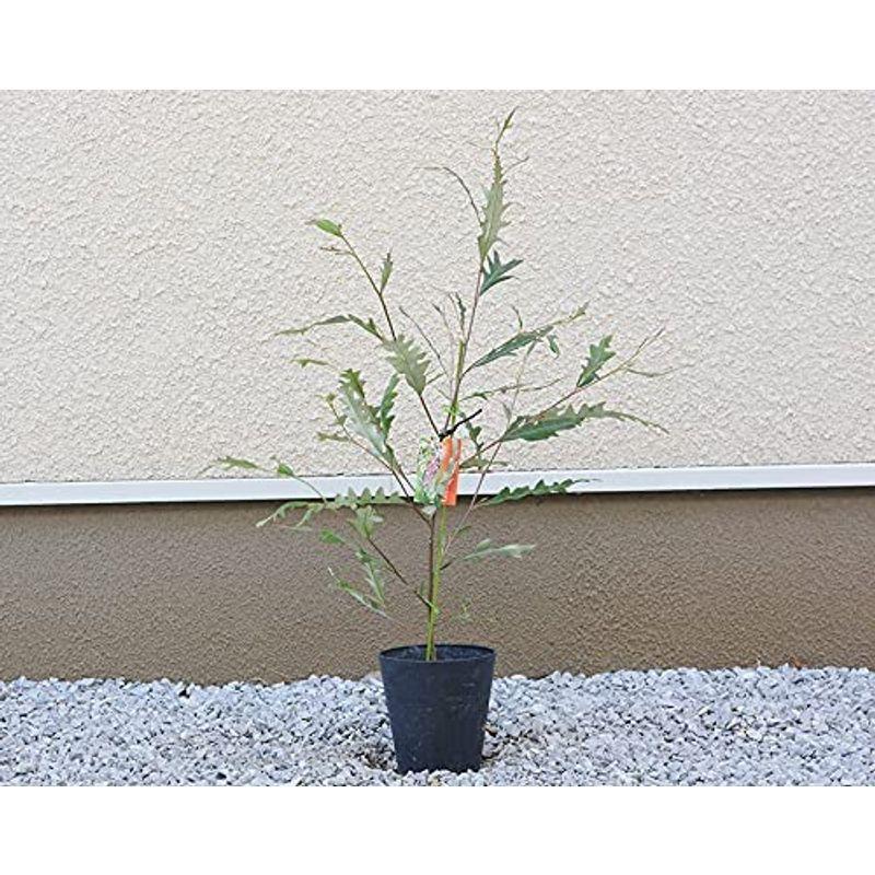 Sale 79 Off グレビレア バークレア バークリアナ オージープランツ おしゃれ 植木 観葉植物 庭木 寄せ植え 花壇 鉢植え シンボルツリー 玄関 インテ Plannerce Ir