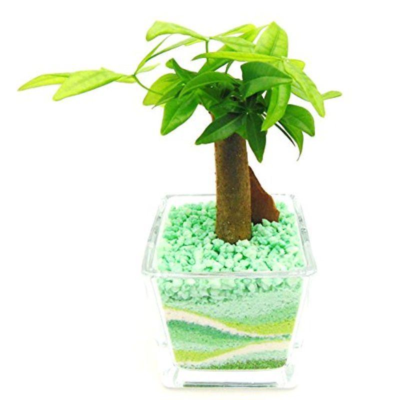 ミニ観葉 植物 パキラ ハイドロカルチャー ガラス植え S グリーン お手入れ簡単 お祝い ギフトに最適 室内で安心な土を使わない水耕栽培 Shareshop 通販 Yahoo ショッピング