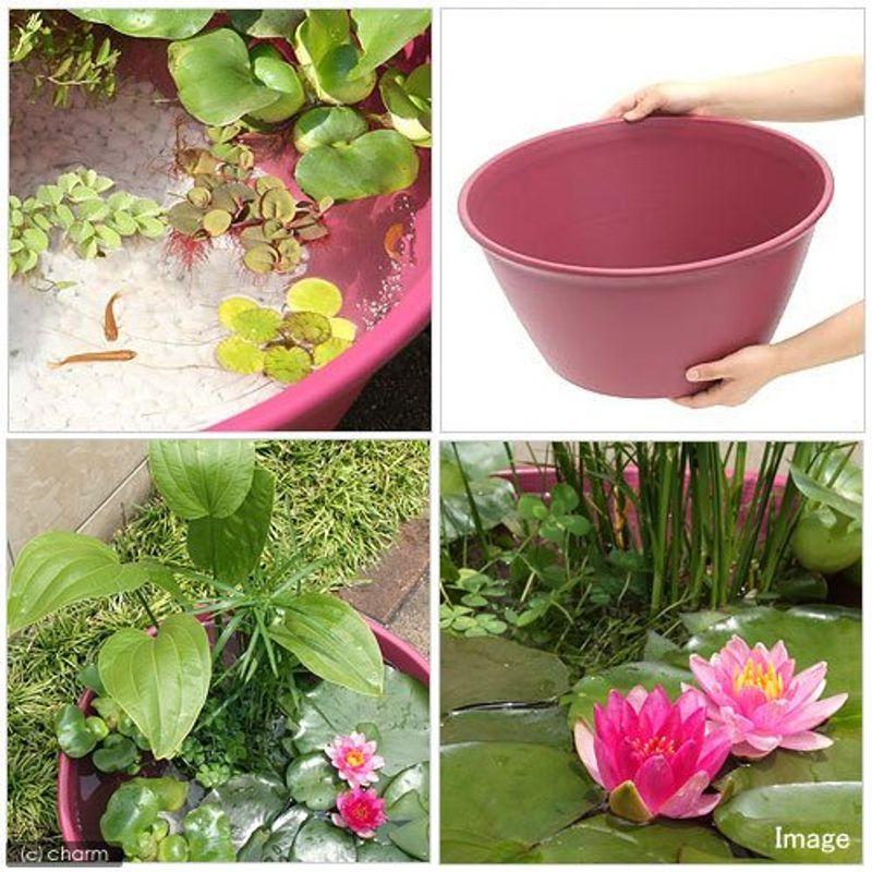 ビオトープ めだか ビオトープレイアウトセット ライズボールプランター ４５０ レッドベリー スイレン赤付 本州四国限定 休眠株 日本最大級