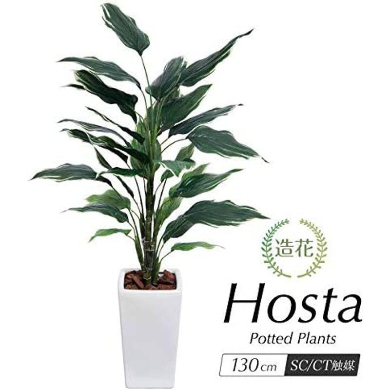 フェイクグリーン 大型 ホスタ プラント 130cm ギボウシ 斑入り SC/CT触媒加工済ta-7900sc 大型 ホスタ プラント 130cm ギボウシ 斑入り SC/CT触媒加工済ta 7900sc 　