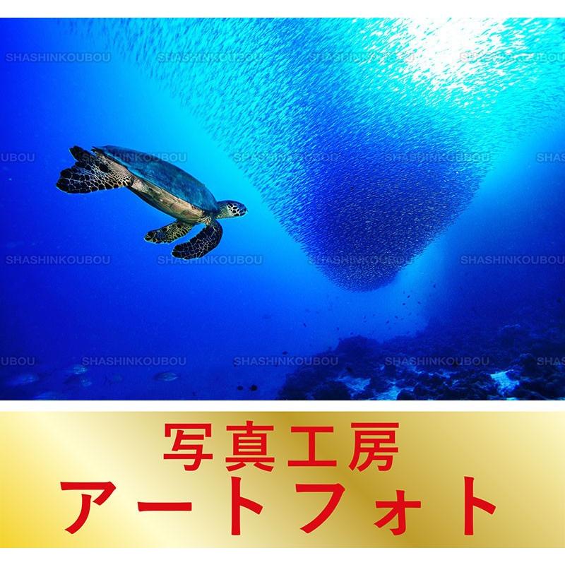 最安値挑戦 額装写真 鍵井靖章 オリジナルプリント タイマイとイワシの群れ 海 アリ環礁 モルディブ 大判サイズ 557 442mm 完売 Zoetalentsolutions Com