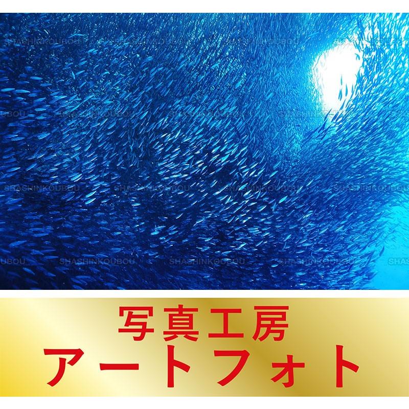 額装写真 鍵井靖章 オリジナルプリント イワシのトルネードが湧く海 海 モアルボアル フィリピン 大判サイズ 557 442mm Apa3 Ky 風景カレンダーの写真工房ストア 通販 Yahoo ショッピング