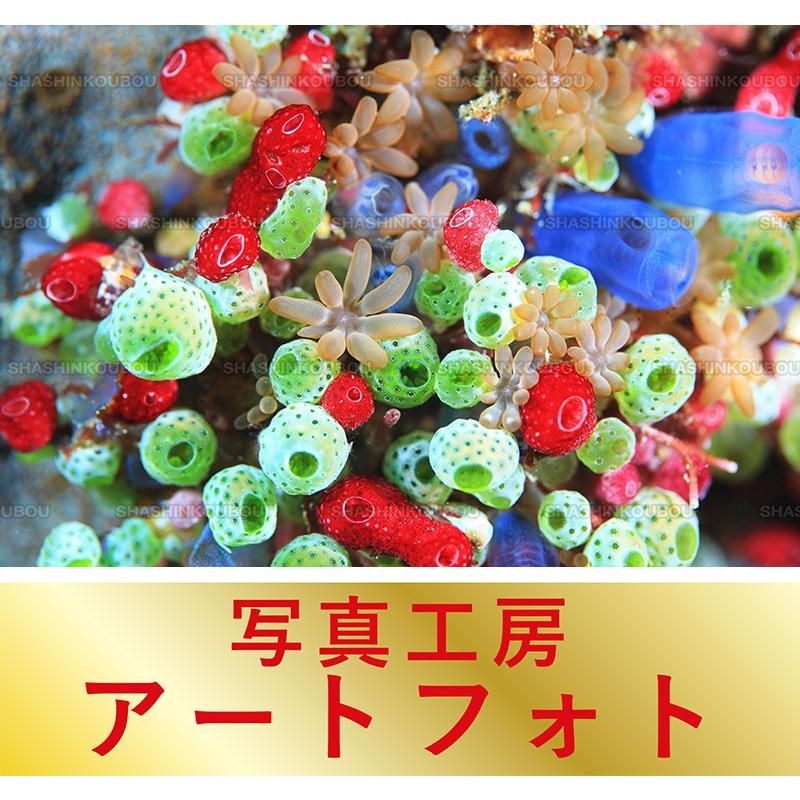 訳有大特価 額装写真 鍵井靖章 オリジナルプリント ホヤとサンゴ 海 コモド島 インドネシア 大判サイズ 557 442mm Apa3 Ky 風景カレンダーの写真工房ストア 通販 Yahoo ショッピング アウトレット通販売 Technoelmer Com Np
