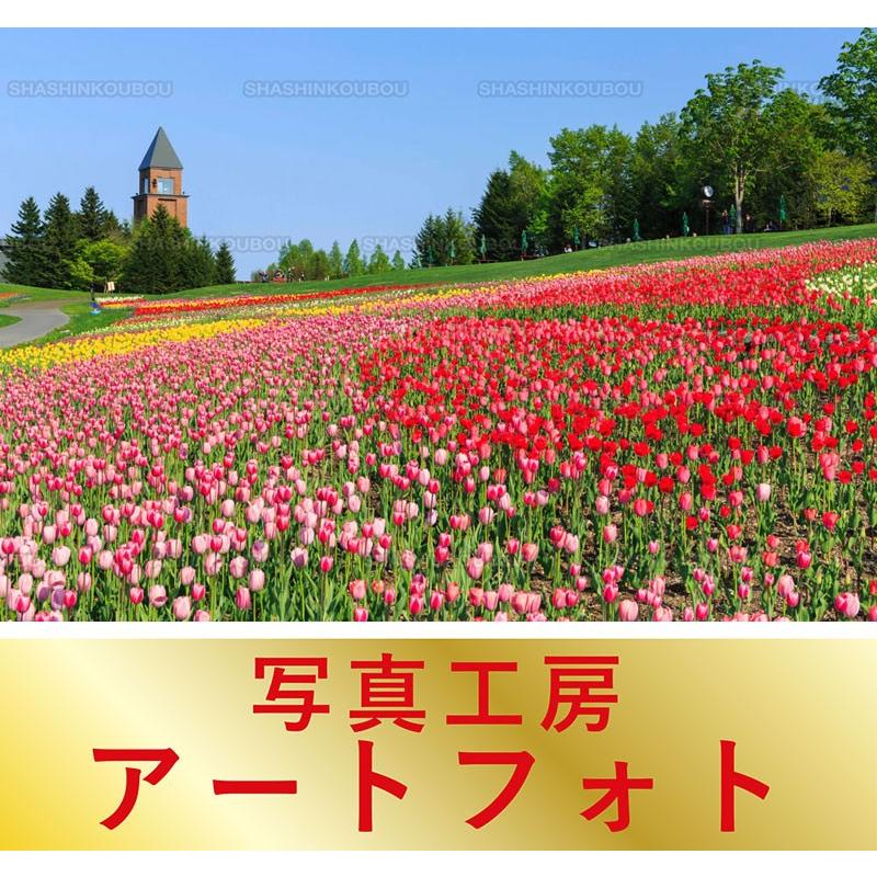 激安の 額装写真 富井純朗 オリジナルプリント チューリップ咲く滝野すずらん丘陵公園 北海道 札幌市 大判サイズ 557 442mm 公式の Www Technet 21 Org