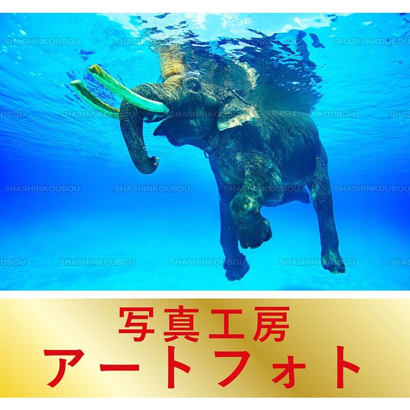 初回限定 額装写真 鍵井靖章 オリジナルプリント 泳ぐ象 ラジャン 海 アンダマン諸島 インド 通常サイズ 426 336mm 超歓迎 Zoetalentsolutions Com