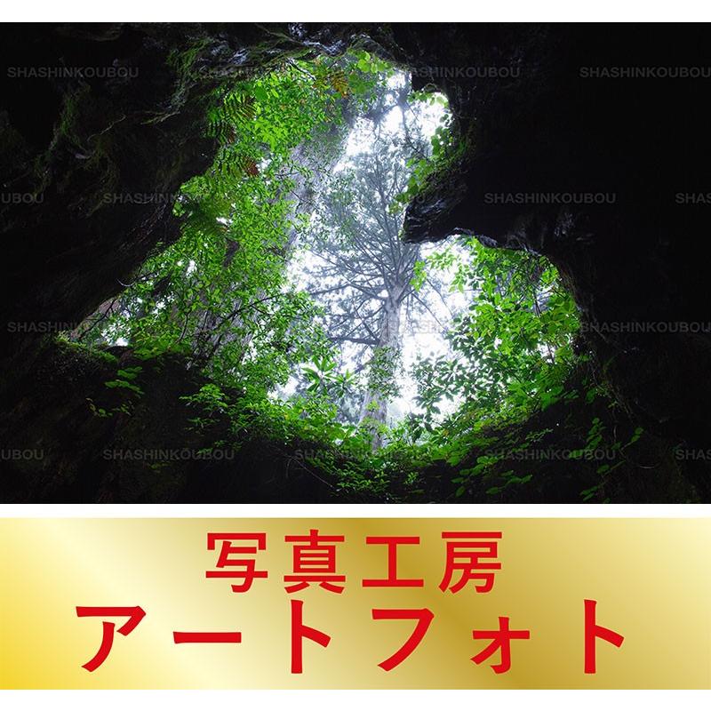爆売り 額装写真 山口博之 オリジナルプリント ウィルソン株 鹿児島県 屋久島町 通常サイズ 426 336mm 100 本物保証 Ma Fret Com