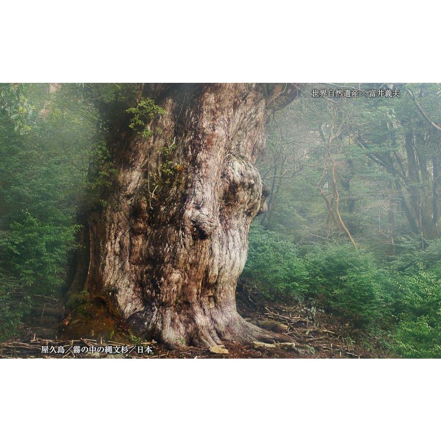 世界自然遺産×富井義夫 BEST100＜デジタルフォトフレーム用＞ |  | 11