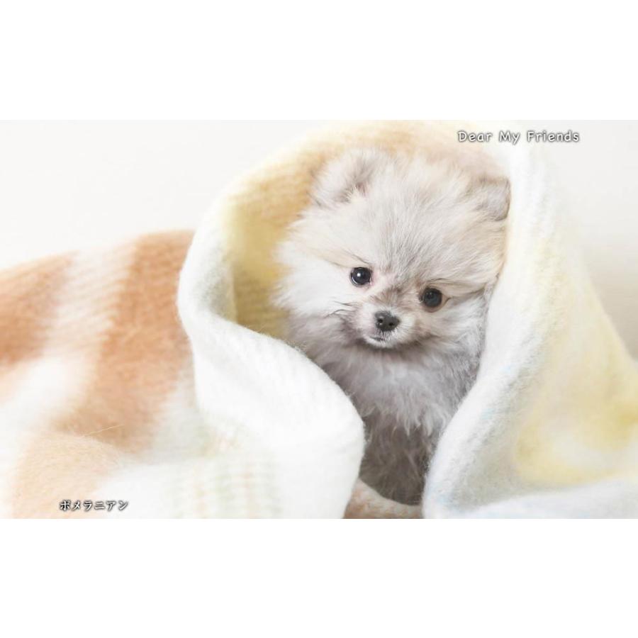 こいぬといっしょ／Dear my friends BEST100＜デジタルフォトフレーム用＞ |  | 14