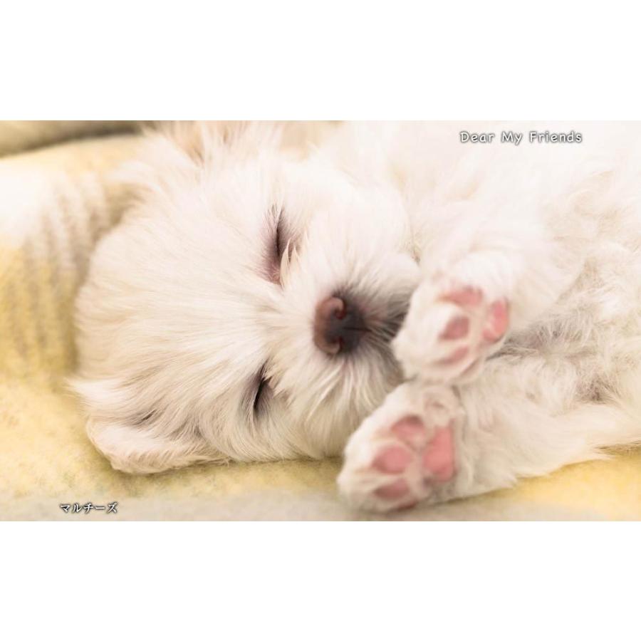 こいぬといっしょ／Dear my friends BEST100＜デジタルフォトフレーム用＞ |  | 20