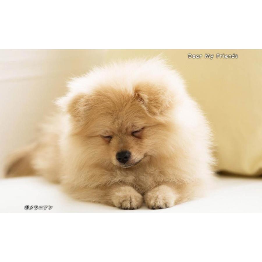 こいぬといっしょ／Dear my friends BEST100＜デジタルフォトフレーム用＞ |  | 06