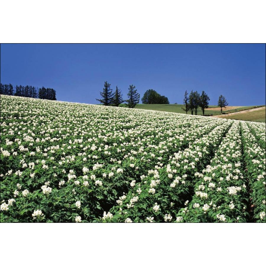Pt 022 ジャガイモの花咲く丘 Pt 022 風景カレンダーの写真工房ストア 通販 Yahoo ショッピング