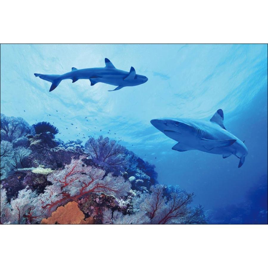 Pt 029 ブラックチップ シャーク Pt 029 風景カレンダーの写真工房ストア 通販 Yahoo ショッピング