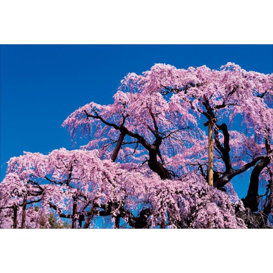 なんと‼️今だけ特別価格【期間限定商品　貴重品】日本三代桜 三春滝桜 福島県 PT-051 三春滝桜／福島県 : 風景カレンダーの写真工房ストア - 通販