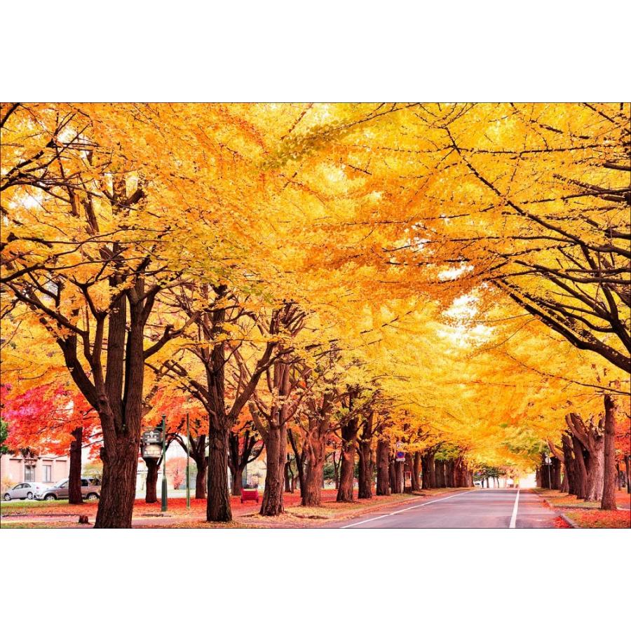 Pt 068 北海道大学のイチョウ並木 Pt 068 風景カレンダーの写真工房ストア 通販 Yahoo ショッピング