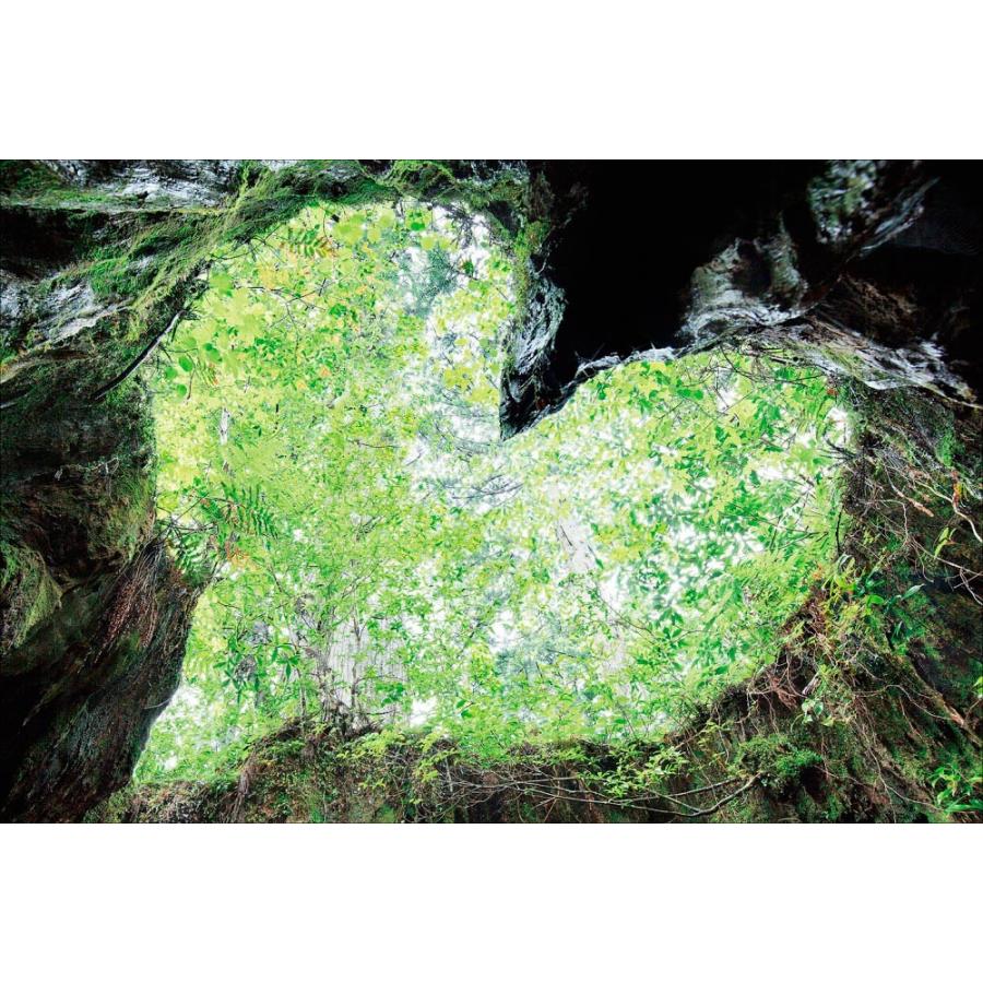 PT-078 屋久杉ハート／屋久島 : 風景カレンダーの写真工房ストア