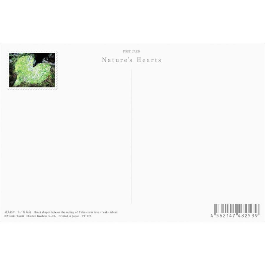 PT-078 屋久杉ハート／屋久島 : 風景カレンダーの写真工房ストア
