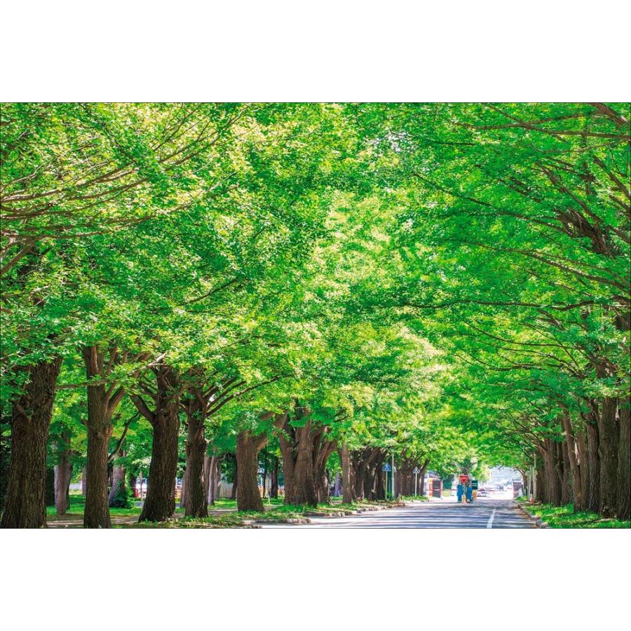 Pt 157 北海道大学 新緑の銀杏並木 Pt 157 風景カレンダーの写真工房ストア 通販 Yahoo ショッピング