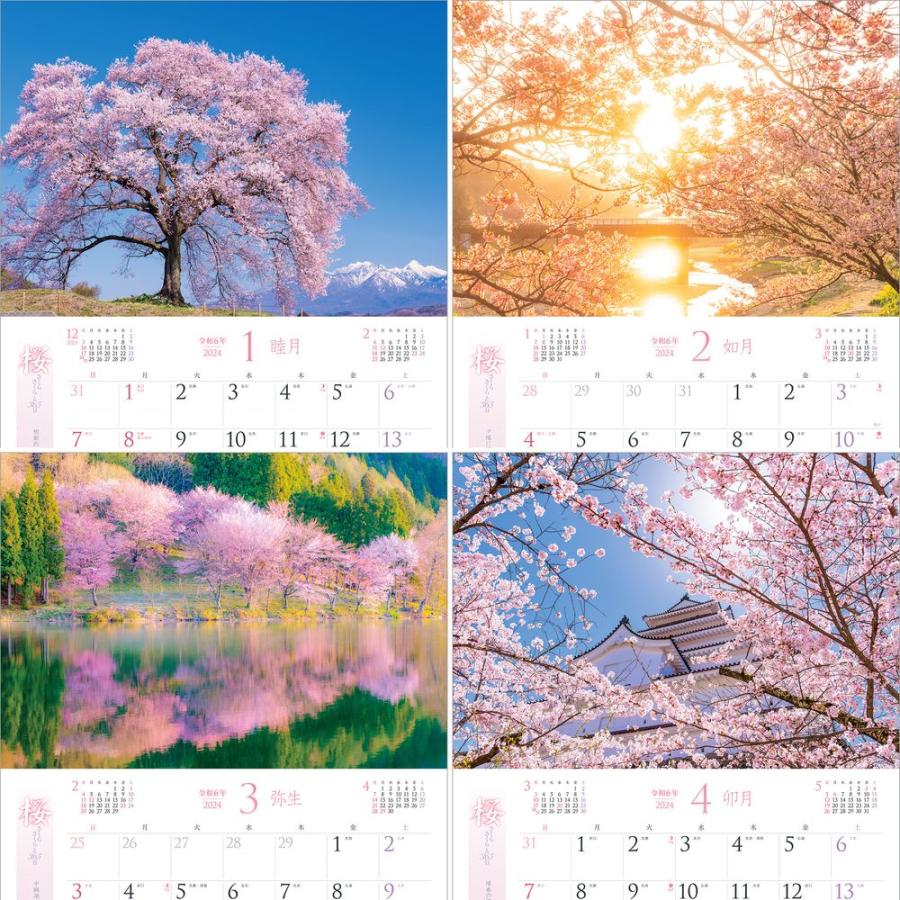 『桜 さくらさくらと365日』 2024年カレンダー 壁掛け 【420×297mm 透明ホルダー付】 風景 YC-21｜shashinkoubou｜03