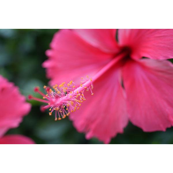 LAOWA 35mm F2.8 Zero-D Tilt-shift 0.5x Macro GFXマウント 【送料無料】※ご注文後、約1〜2ヶ月かかります_3
